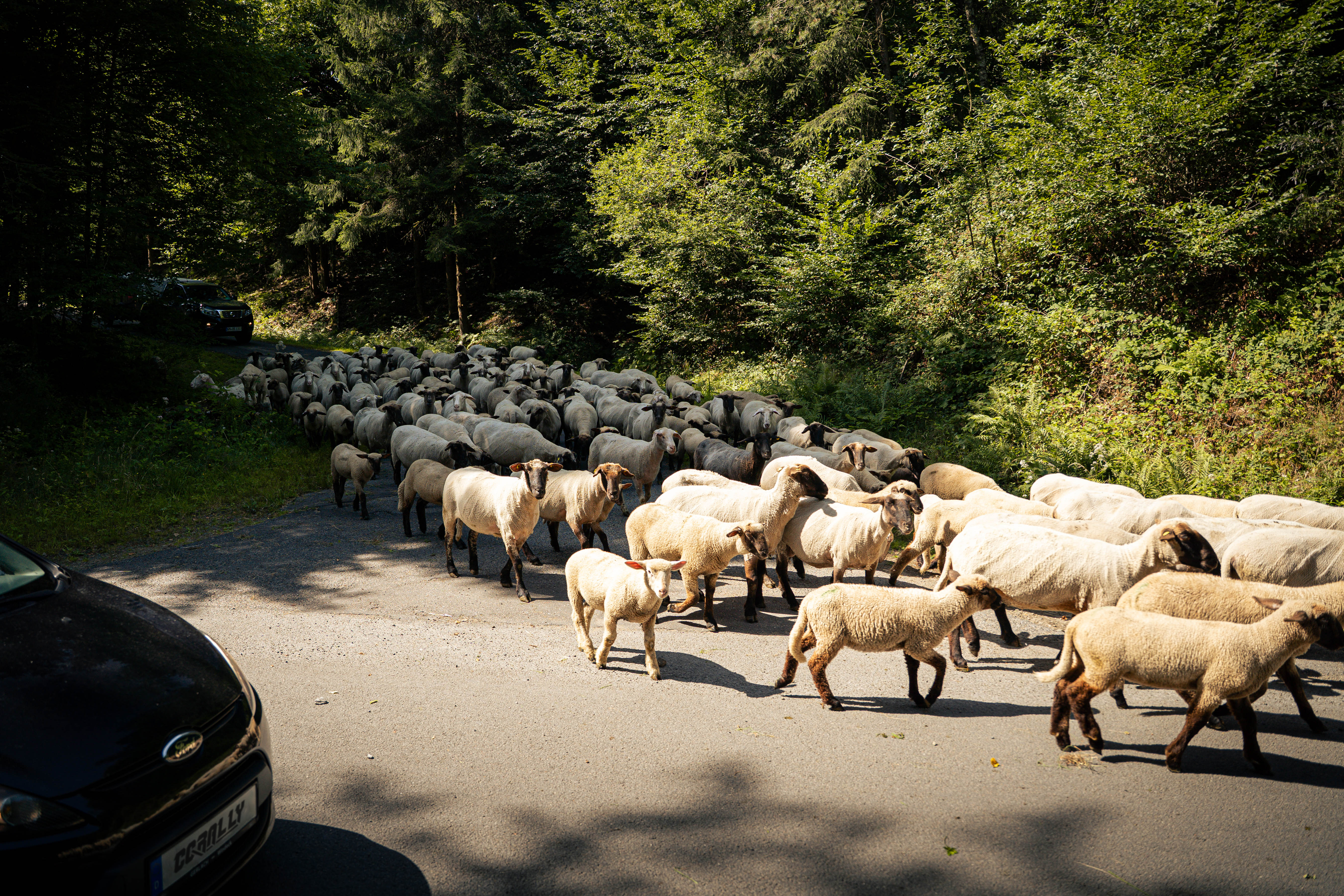 Benelux Grand Drive 2026